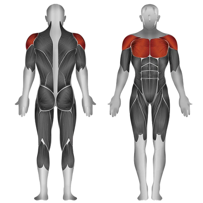 Steelflex Chest Fly And Rear Deltoid JGPD700 2 Steelflex Chest Fly And Rear Deltoid JGPD700 - Image 2