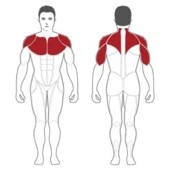 Steelflex Chest Shoulder Incline Press PL2100 5 Steelflex Chest Shoulder Incline Press PL2100 -Fitness Equipment Sales SteelflexPL2100ChestShoulderInclinePressAffectedMuscles