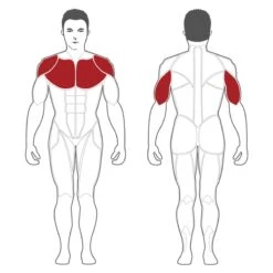 Steelflex Decline Chest Press Machine PSDP -Fitness Equipment Sales SteelflexPSDPDeclineChestPressMachineAffectedMuscles